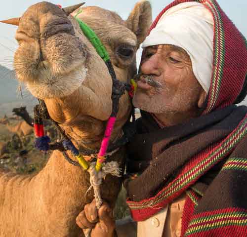 Pushkar Camel