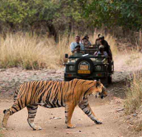 Jeep Safari Ranthambore