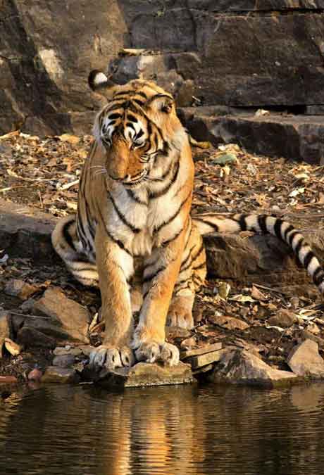 Raqnthambore Tiger Safari